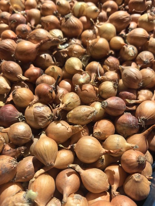 Холандски жълт арпаджкик