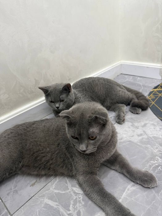 Продаются британские котята скотиш страйи и скотиш фолд