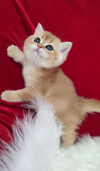 котенок Девочка британка золотая шиншила