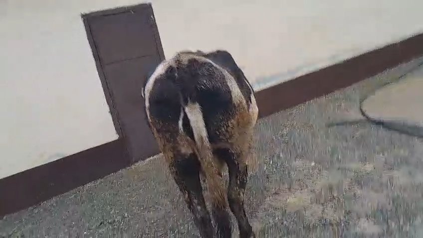 Карова сигар сатылады