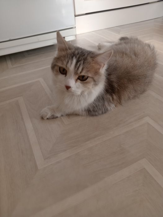 Продам кошку британка