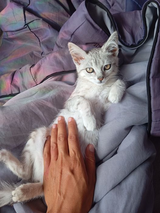 Котёнок котенок в дом