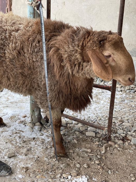 Семіз қойлар тоқтылар