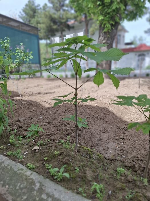 Kashtan ko'chatlari bor