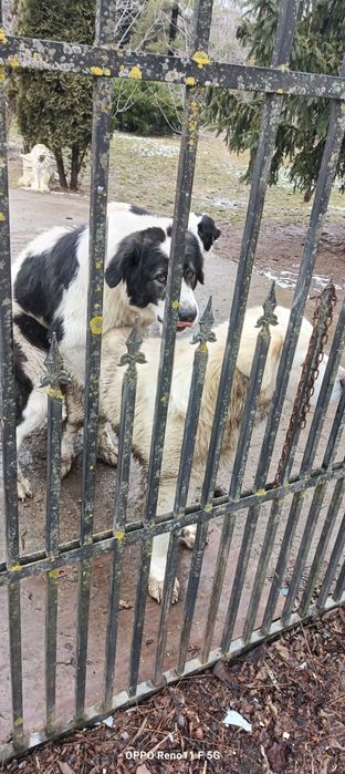Ciobănești de bucovina