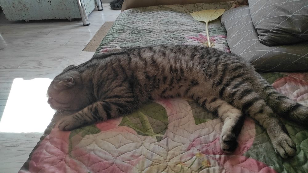 Шотландский кот. Вязка.