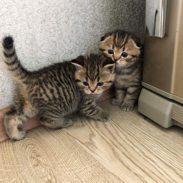 Шотландские Шиншиллы!