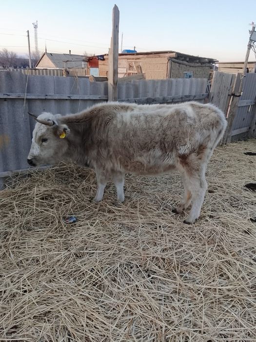 Сиыр сатылады, буаз.