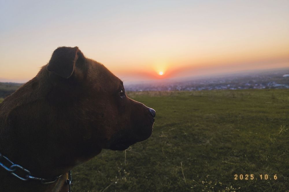 Британский стафорд