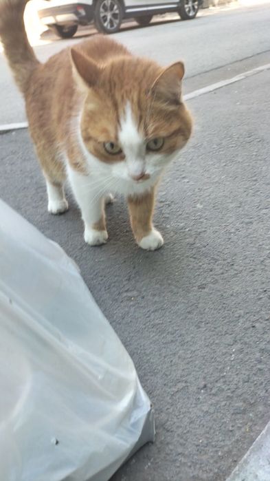 Котик ищет дом..