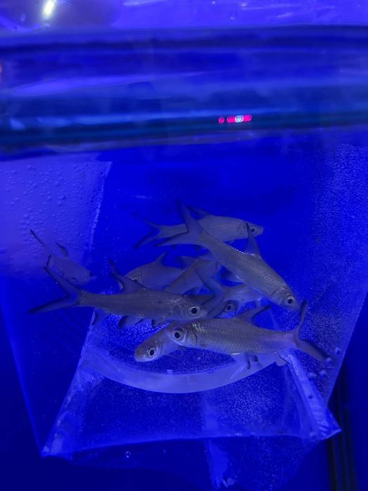 Akvarium baliqlar dokoni sergili va yunusobod