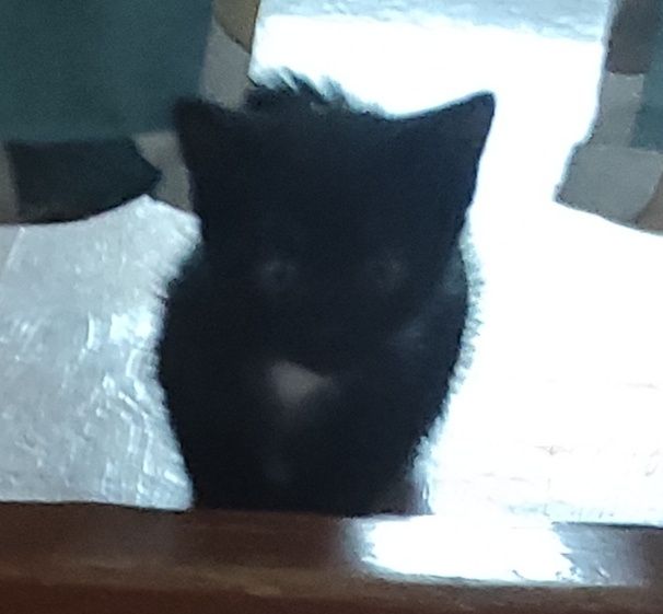 Котята 1,5 месяца