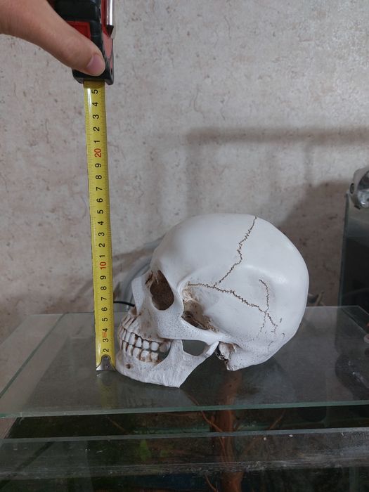 Продам анатомический череп