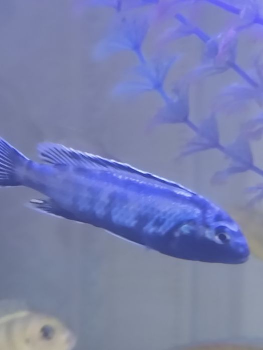 Рыбки аквариумные