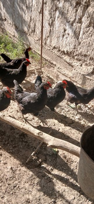 Gigant Qora Shahzoda Tovuqlari, Xo‘rozlari, Tuxumlari va 2 Oylik Jo‘ja