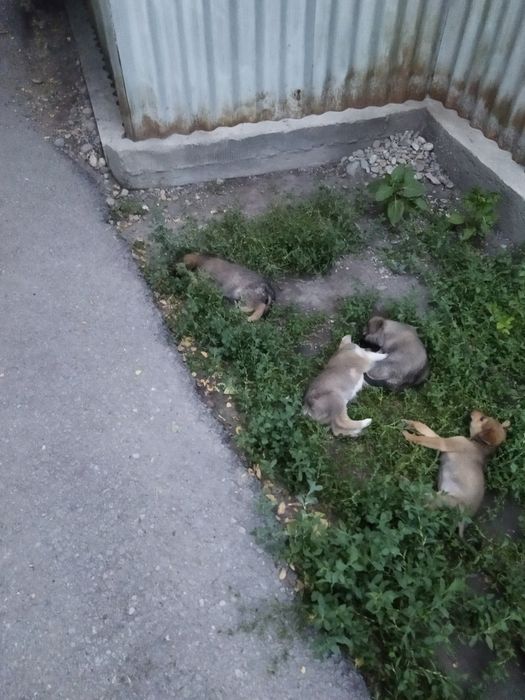 Отдам в добрые руки