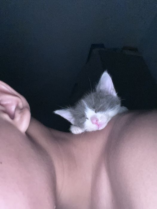 Отдам котенка в добрые руки