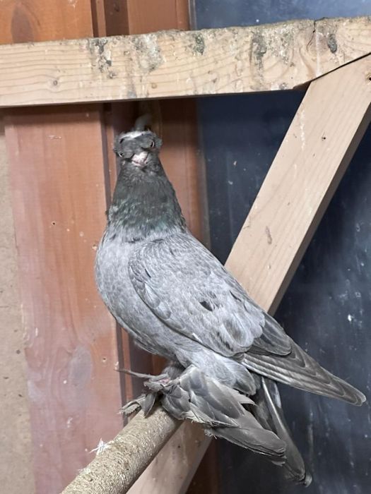 Голуби разных пород