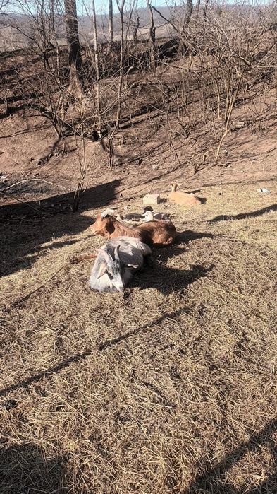 Vând capre de rasă