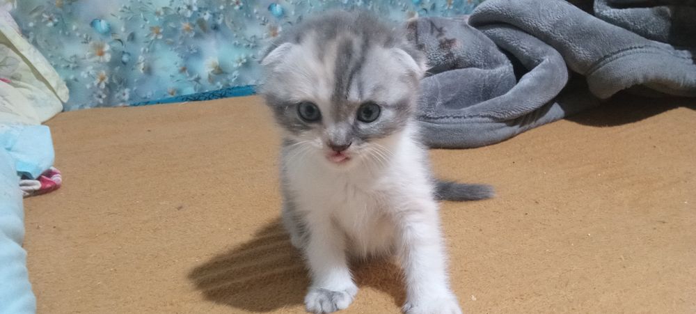 Котята  веслоухию
