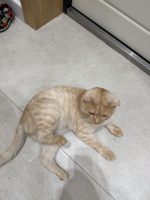 Кот вислоухий скоттиш-фолд (метис)