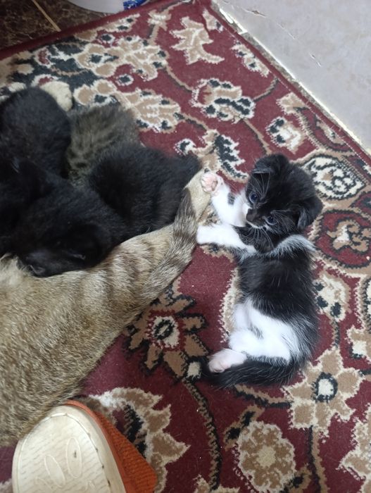 Шотландская веслоушка фолд