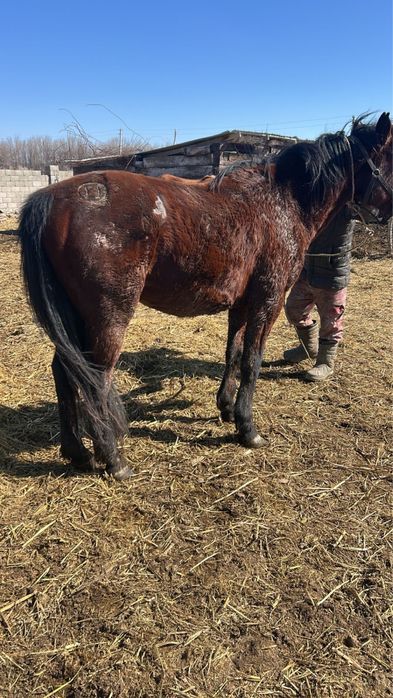 Қазақи айғыр сатылады