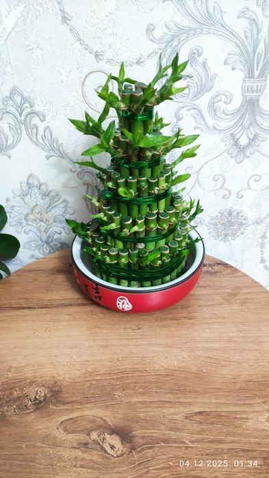 Комнатные растения Алматы