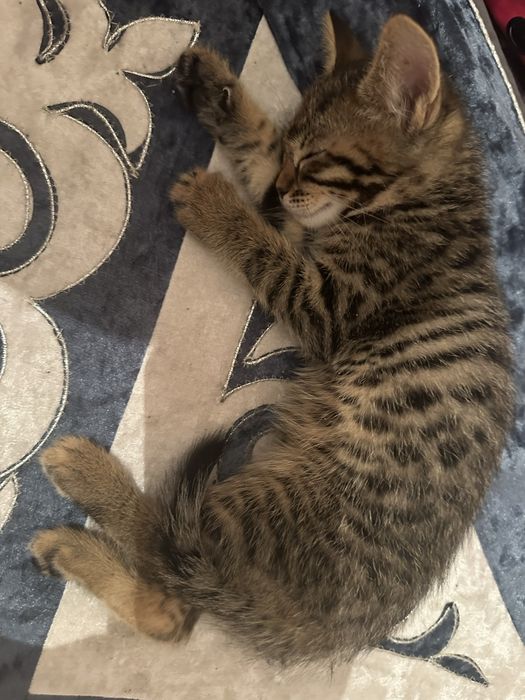 Котёнок бенгалка