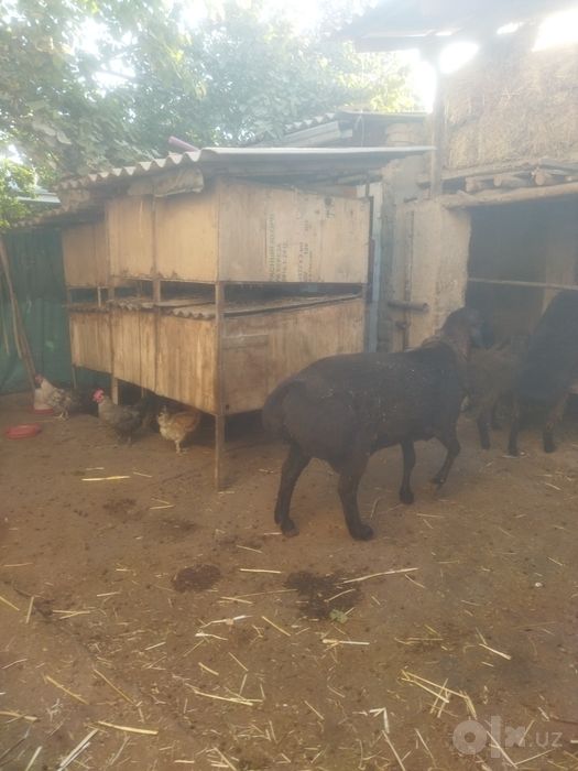 Tort tish xusori boʻyi92-94 ogʻirligi 125 kilo