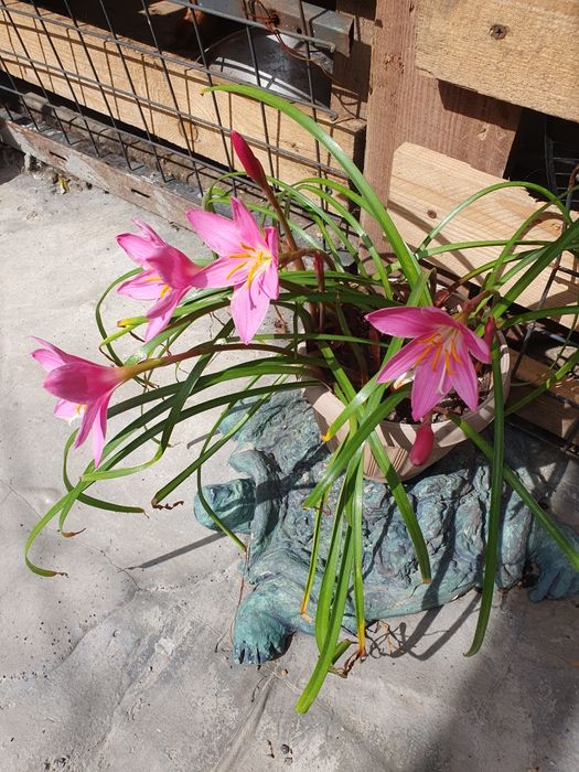 Продам цветы разных видов