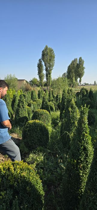 Archalar sotuda italya va mesni bor