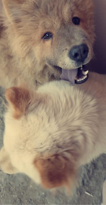 Chow Chow draguți!