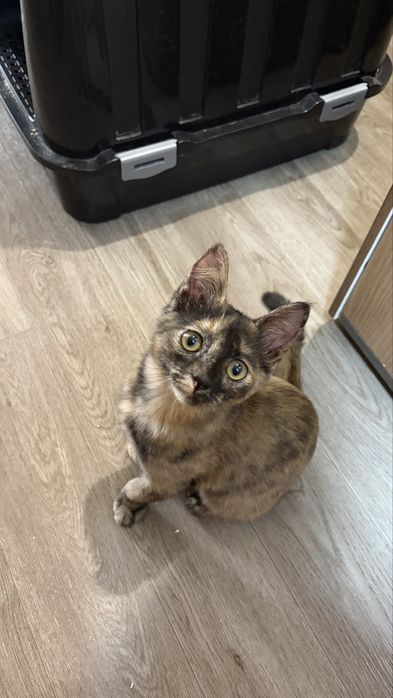 Котенок бесплатно