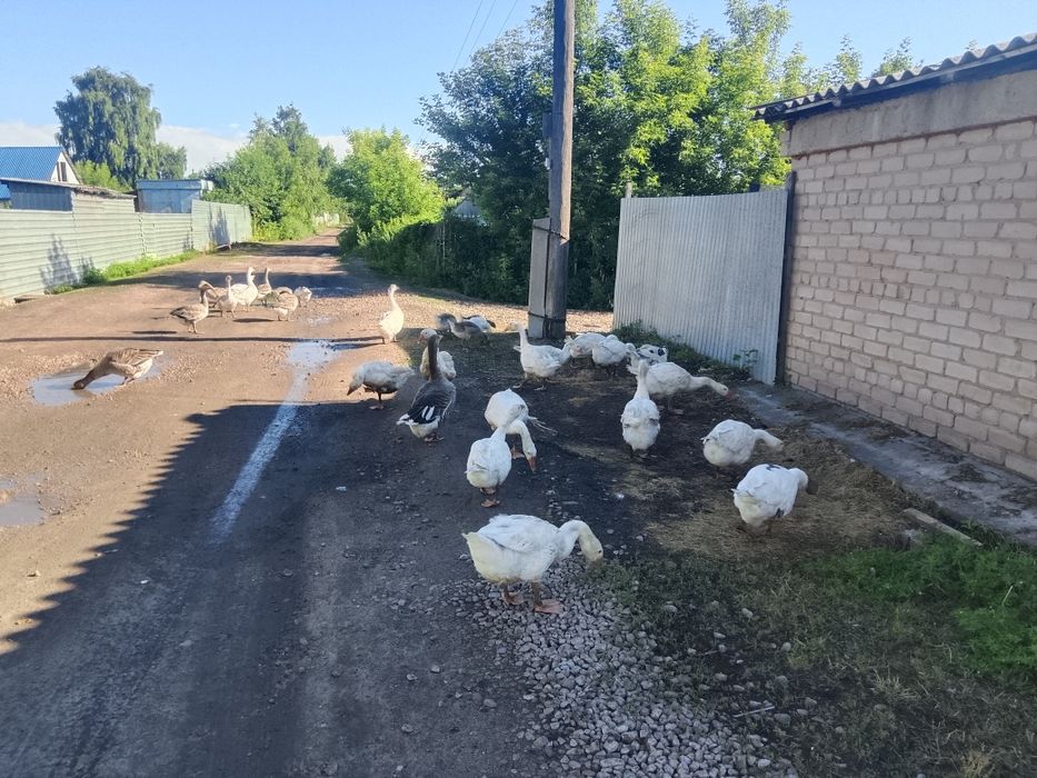 Продам гусей домашних