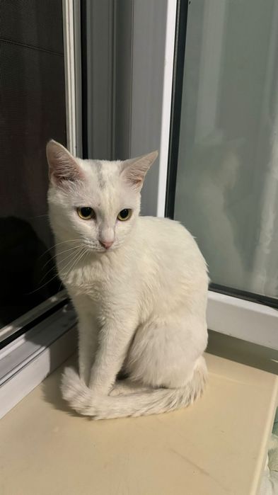 Кошка девушка 1,5 год