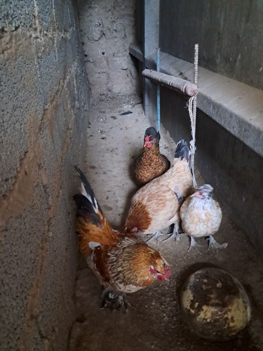 Японский тауықтар қораз сатылады