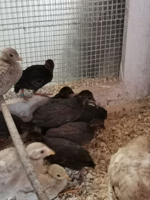 Prepelițe roul roul