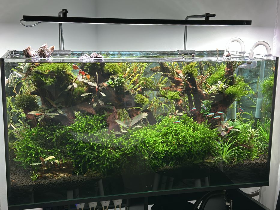 Acvariu 200 high-tecg, filtru Oase 850,lampa profesionala, co2 acvariu