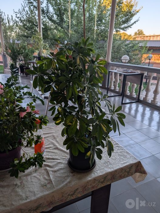 Пестролистная Шеффлера (Schefflera) в горшке — пышное деревце