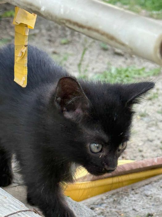 Отдам котят в доверенные руки