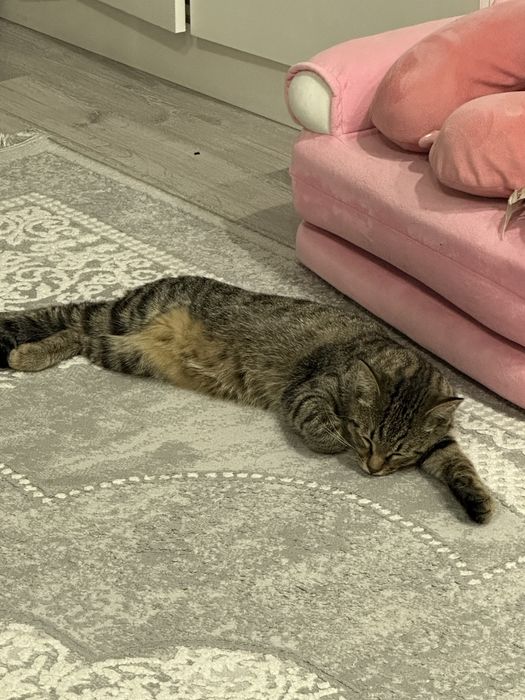 Отдам кота бесплатно