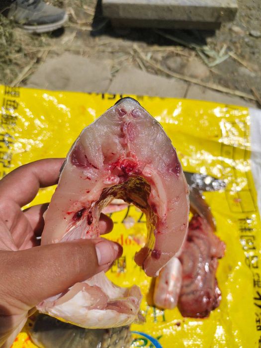 Балиқлар учун Сузувчи озуқа,Сазан ва бошка турлар учун