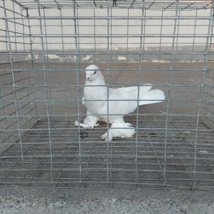 Буси самец лет игра