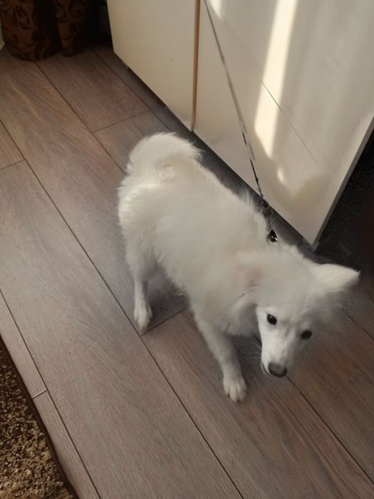 Câine pomerian sptiz japonez