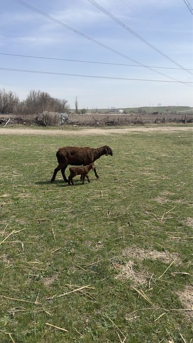 Қойлар  қозылармен