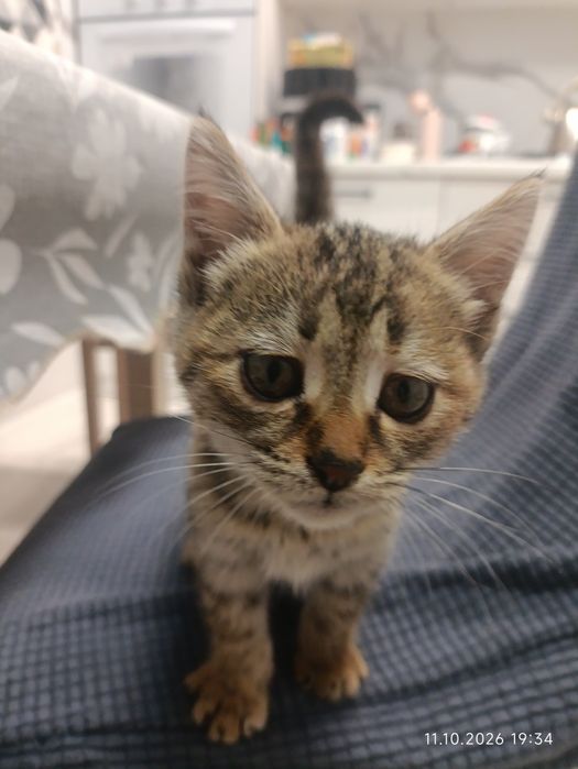 Котенок срочно ищет дом!!!