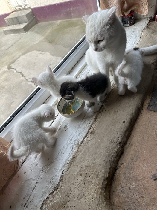 Котята породистые