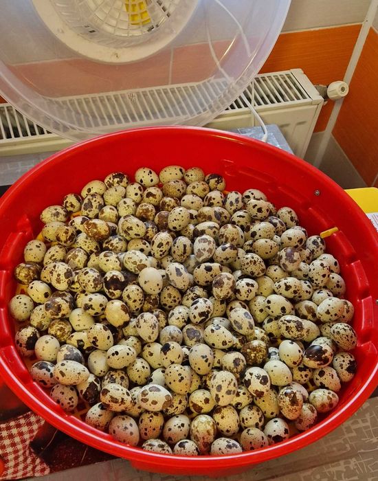 Oua incubat Giganta polara