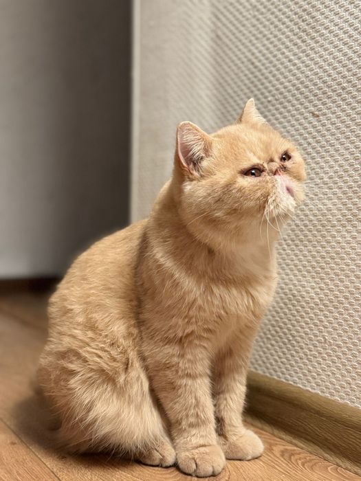 Кот Экзот ухоженный мальчик